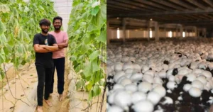 A3R Mushroom Farms Success Story